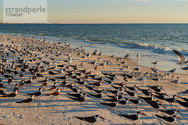 Vogelschwarm am Strand des Lovers Key State Park  Fort Myers  Florida  USA