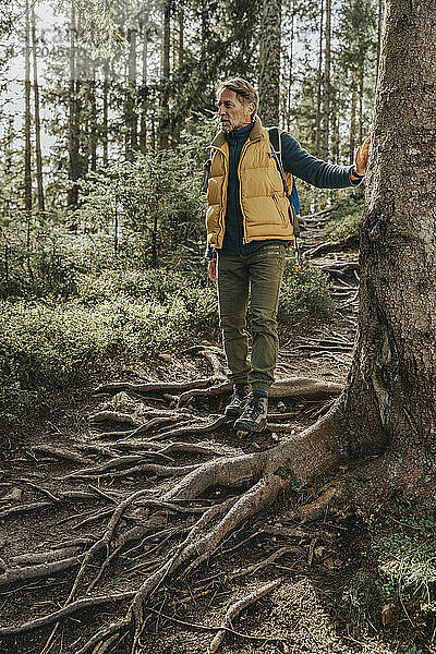 Mann steht auf den Wurzeln eines Baumes im Wald im Salzburger Land  Österreich