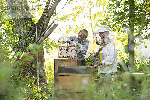 Vater und erwachsene Tochter begutachten Bienenstöcke im Frühling