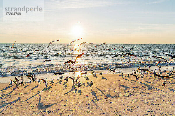 Vogelschwarm am Strand des Lovers Key State Park mit Sonnenuntergang im Hintergrund  Fort Myers  Florida  USA