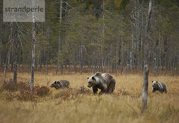 Finnland  Kuhmo  Nordkarelien  Kainuu  Braunbärenweibchen (Ursus arctos) mit Jungtieren auf einem Feld