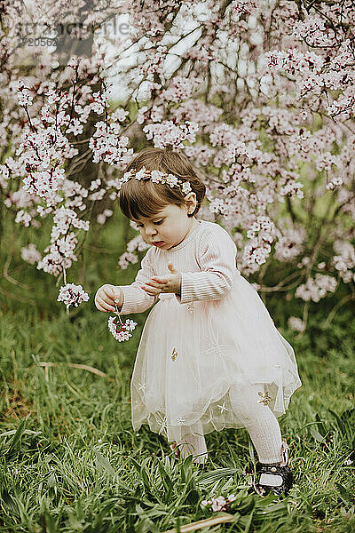 Kleines Mädchen spielt mit Kirschbaumblüten im Frühling