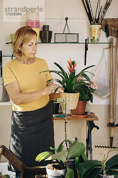 Ältere Frau hält Topfpflanze bei der Arbeit im Schuppen