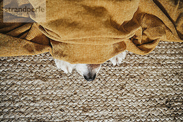 Hund in Decke  der auf dem Teppich zu Hause liegt