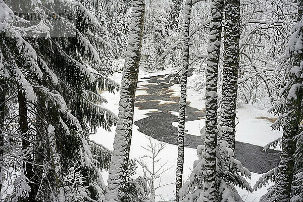 Im Winter mit Schnee bedeckter Fluss im Wald