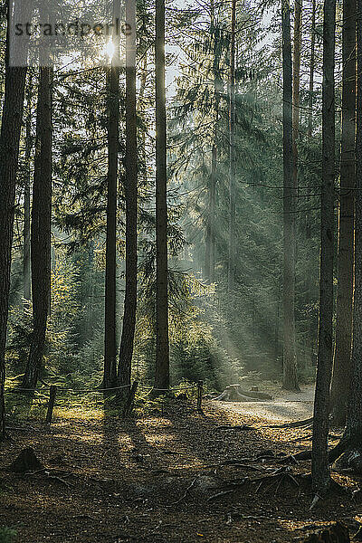 Sonnenlicht durch Bäume im Wald gesehen