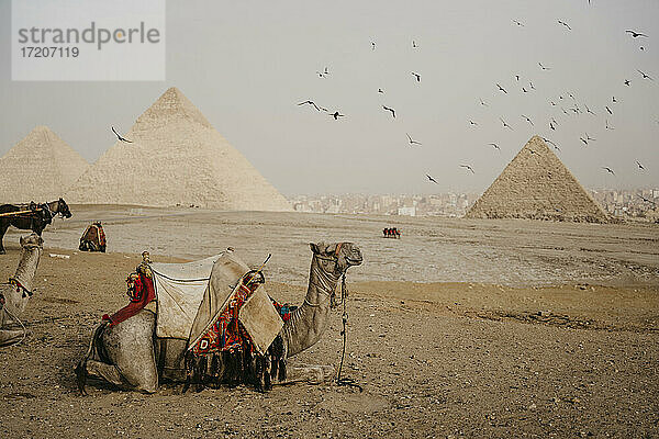 Ägypten  Kairo  Vogelschwarm fliegt über Kamele  die in der Nähe der Pyramiden von Gizeh rasten