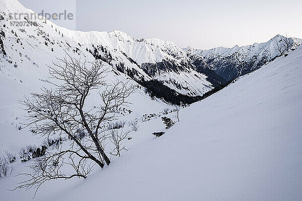 Kahler Baum auf verschneitem Berg  Lechtaler Alpen  Tirol  Österreich