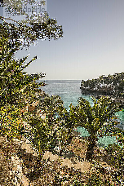 Spanien  Mallorca  Palmen am Hang über der Bucht
