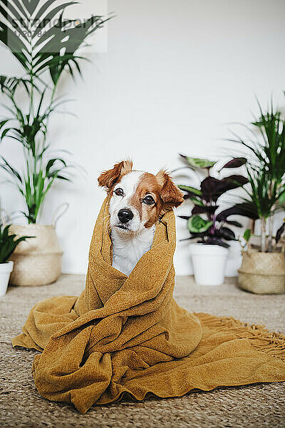 Mit einer Decke bedeckter Hund  der starrt  während er zu Hause sitzt