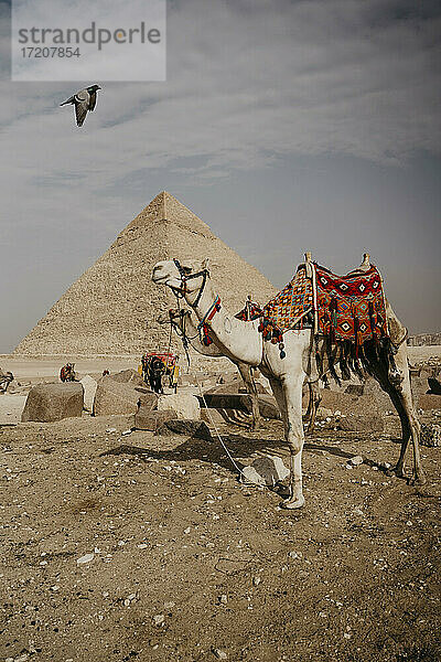 Ägypten  Kairo  Zwei Kamele stehen vor der Großen Pyramide von Gizeh