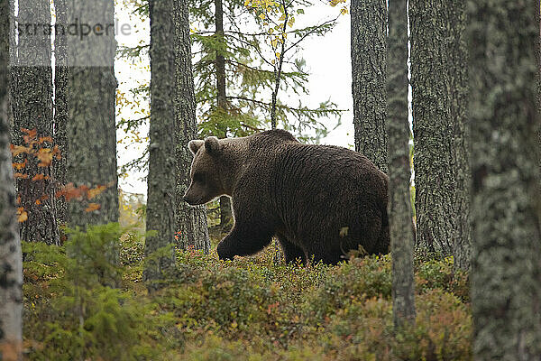 Finnland  Kuhmo  Nordkarelien  Kainuu  Braunbär (Ursus arctos) im Wald