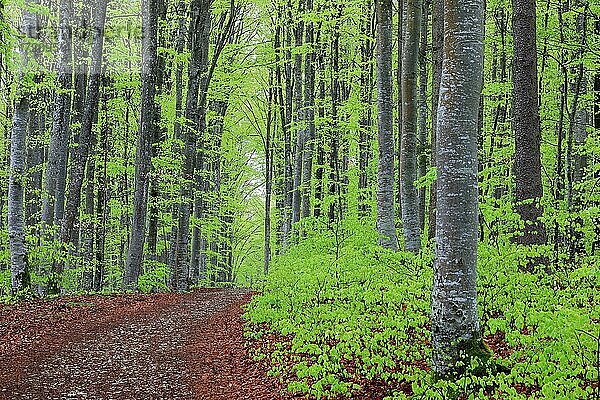 Buche  Buchengewächse (Fagaceae) (Fagus) Buchenwald  frisches Grün  neues Laub  Waldweg  Leibertingen  Naturpark Obere Donau  Baden-Württemberg  Deutschland  Europa