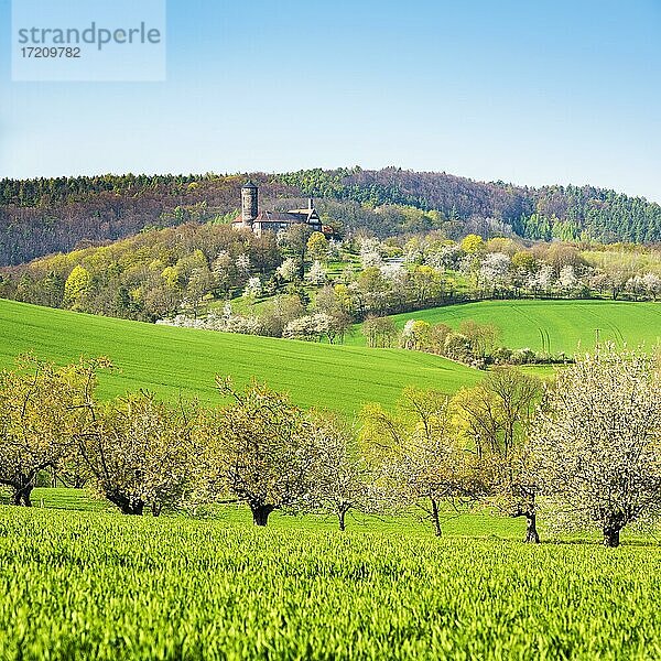 Landschaft im Frühling mit blühenden Kirschbäumen  hinten Burg Ludwigstein  bei Witzenhausen  Hessen  Deutschland  Europa