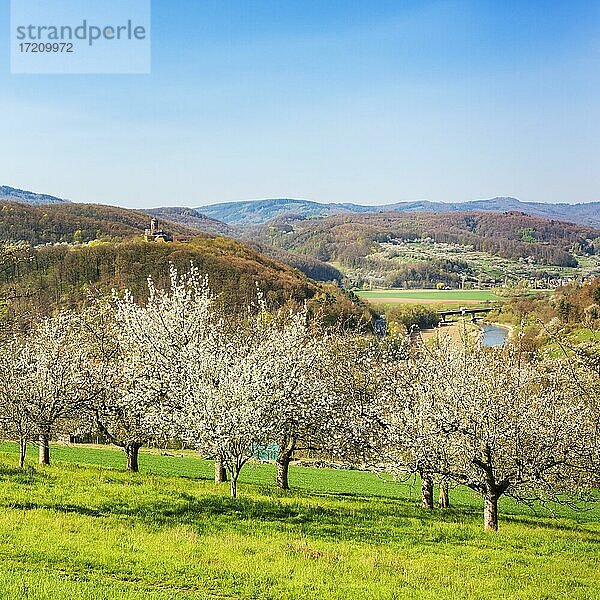 Aussicht ins Werratal im Frühling  Streuobstwiese mit blühenden Kirschbäumen  hinten Burg Ludwigstein  bei Witzenhausen  Hessen  Deutschland  Europa