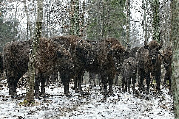 Wisent (Bison bonasus) in der Borkener Heide  Masuren  Polen  Europa