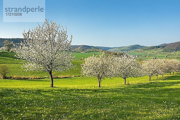 Landschaft im Frühling mit blühenden Kirschbäumen  Wiese mit Schlüsselblumen (Primula veris)  bei Witzenhausen  Hessen  Deutschland  Europa