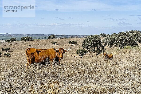 Rote Kühe grasen auf einer trockenen Wiese zwischen Korkeichen im Alentejo  Portugal  Europa