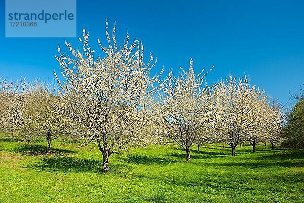 Blühende Kirschbäume auf Streuobstwiese im Frühling unter blauem Himmel  Witzenhausen  Hessen  Deutschland  Europa