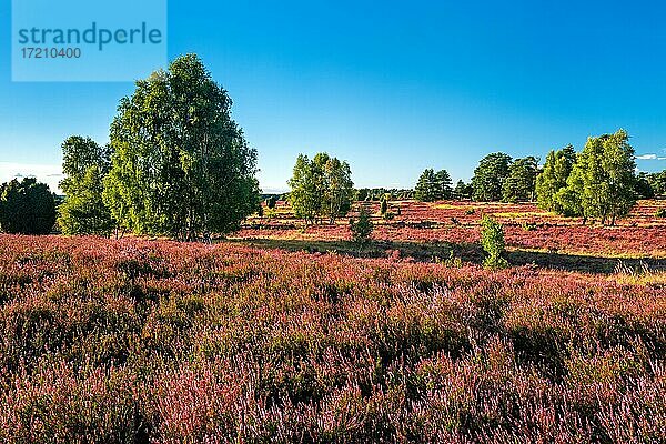 Typische Heidelandschaft mit blühendem Heidekraut und Birken  Lüneburger Heide  Niedersachsen  Deutschland  Europa