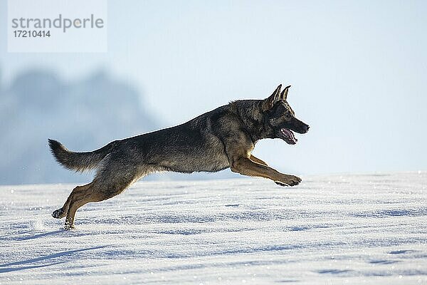 Schäferhund rennt im Schnee  Österreich  Europa