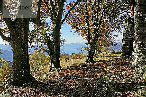 Wanderweg im Herbstwald mit Lago Maggiore in der Ferne  am Aufstieg zum Monte Lema  Luino  Lago Maggiore  Lombardei  Italien  Europa