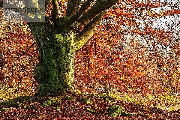 Knorrige alte Buche im Herbst  mit Moos bedeckt  in einem ehemaligen Hutewald  Nationalpark Kellerwald-Edersee  Hessen  Deutschland  Europa