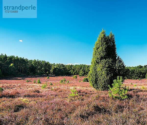 Typische Landschaft der Lüneburger Heide mit blühendem Heidekraut und Wacholderbusch  Niedersachsen  Deutschland  Europa