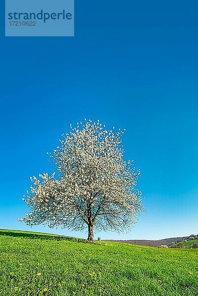 Blühender Kirschbaum auf grüner Wiese unter blauem Himmel im Frühling  Witzenhausen  Hessen  Deutschland  Europa