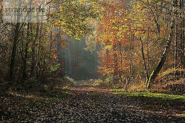 Wanderweg durch Mischwald im Herbst  Nationalpark Kellerwald-Edersee  Hessen  Deutschland  Europa