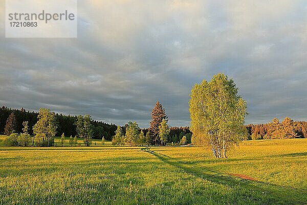 Birken (Betula)  Birkengewächse (Betulaceae)  Magerwiese  Irndorfer Hardt  Naturpark Obere Donau  Baden-Württemberg  Deutschland  Europa