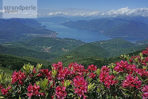 Rosarote blühende Azalee  Rhododendron obtusum  über dem Lago Maggiore  Monte Lema  Luino  Lago Maggiore  Lombardei  Italien  Europa