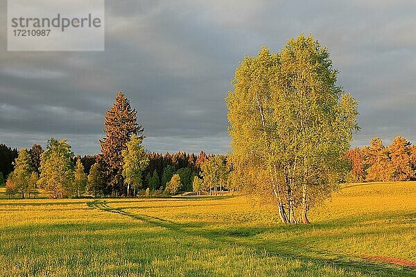 Birken (Betula)  Birkengewächse (Betulaceae)  Magerwiese  Irndorfer Hardt  Naturpark Obere Donau  Baden-Württemberg  Deutschland  Europa