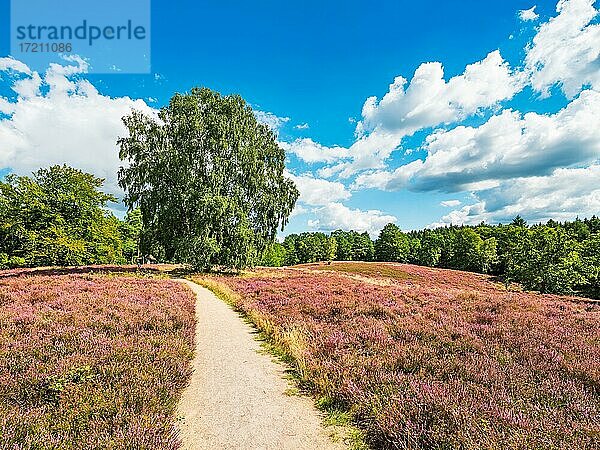 Wanderweg durch typische Heidelandschaft mit blühendem Heidekraut  Lüneburger Heide  Niedersachsen  Deutschland  Europa