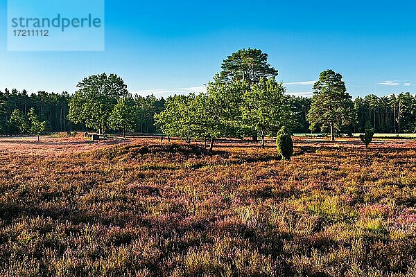 Heidelandschaft mit blühendem Heidekraut  alten Eichen  Wacholder und Hügelgrab im Morgenlicht  Lüneburger Heide  Niedersachsen  Deutschland  Europa