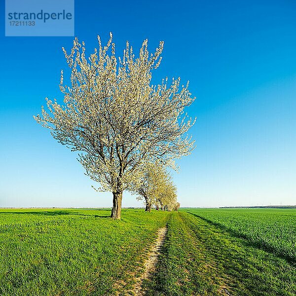 Blühende Kirschbäume am Feldweg durch grüne Felder unter blauem Himmel im Frühling  bei Mücheln  Sachsen-Anhalt  Deutschland  Europa