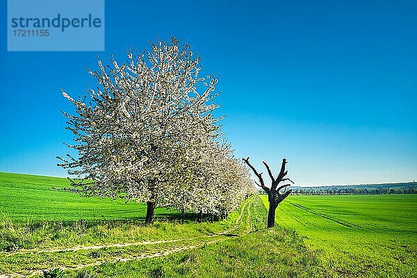 Blühende Kirschbäume am Feldweg durch grüne Felder unter blauem Himmel im Frühling  bei Eckartsberga  Sachsen-Anhalt  Deutschland  Europa