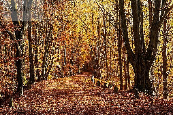 Alte Straße mit Laub bedeckt windet sich durch sonnigen goldenen Herbstwald  Müritz-Nationalpark  Mecklenburg-Vorpommern  Deutschland  Europa