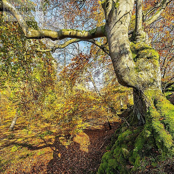Knorrige alte Buche im Herbst  mit Moos bedeckt  Nationalpark Kellerwald-Edersee  Hessen  Deutschland  Europa