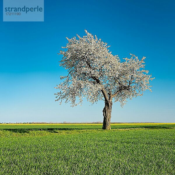 Alter blühender Kirschbaum am Feldweg durch grüne Felder unter blauem Himmel im Frühling  bei Freyburg  Sachsen-Anhalt  Deutschland  Europa