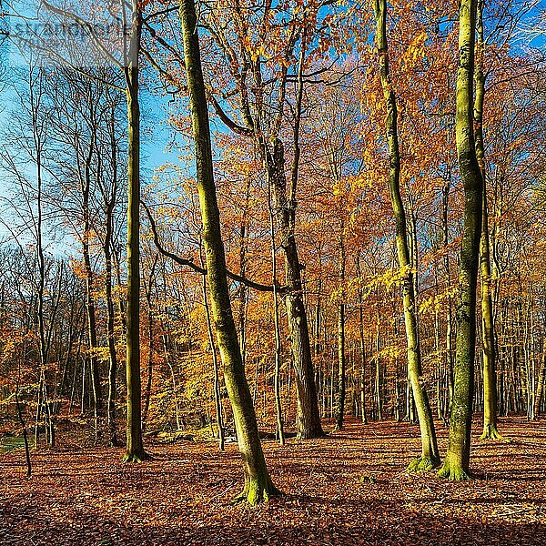 Sonniger goldener Herbstwald  Müritz-Nationalpark  Mecklenburg-Vorpommern  Deutschland  Europa