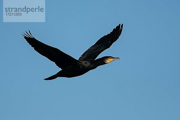 Kormoran (Phalacrocorax carbo) im Flug  Devon  England  Großbritannien  Europa