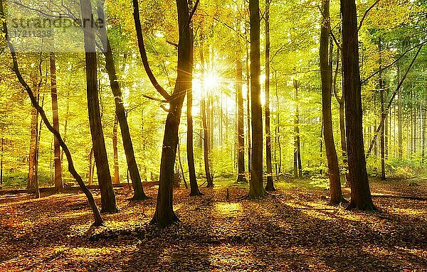 Naturnaher Laubwald aus Eichen  Buchen und Birken im Herbst  Sonne strahlt durchs Laub  Elbsandsteingebirge  Nationalpark Sächsische Schweiz  Sachsen  Deutschland  Europa