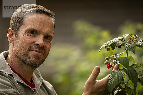 Close up Porträt zuversichtlich Mann Pflege Himbeere Pflanze im Garten