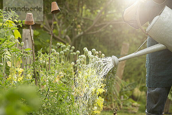 Mann Bewässerung Gemüse. Pflanzen in sonnigen Sommergarten