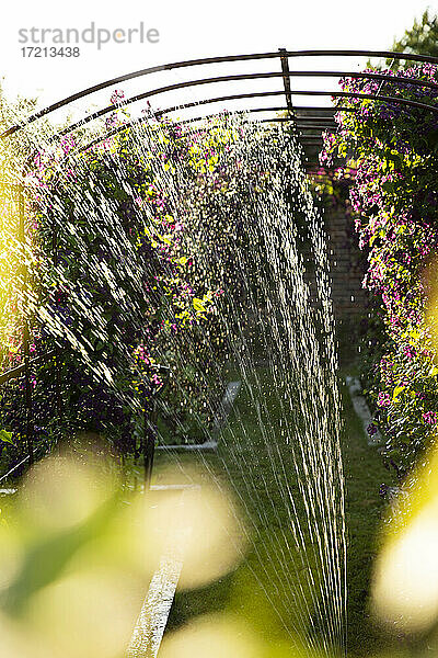 Sprinkler Bewässerung lila Blumen wachsen auf Spalier im Garten