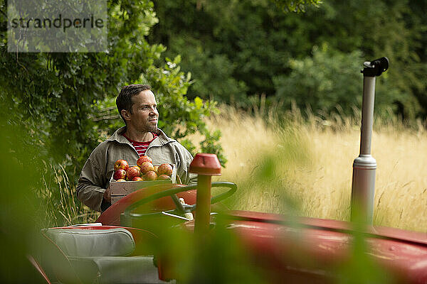 Glücklicher Mann erntet frische rote Äpfel am Traktor im Obstgarten