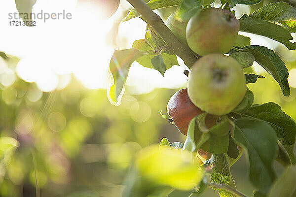 Close up Äpfel wachsen auf Zweig in sonnigen Obstgarten