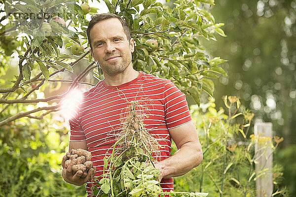 Porträt selbstbewusster Mann erntet Gemüse im Sommergarten