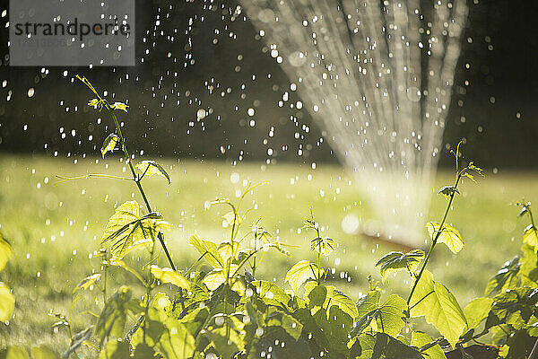 Sprinkler Bewässerung üppigen grünen Pflanzen in sonnigen Sommergarten